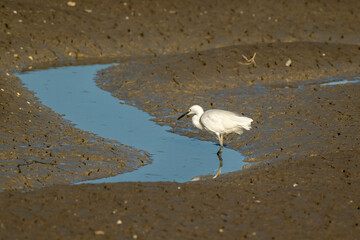 Aigrette garzette