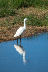 Aigrette garzette