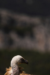 Aves salvajes