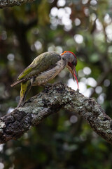 Aves salvajes
