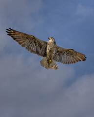 Aves salvajes
