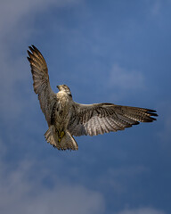 Aves salvajes