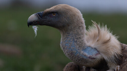 Aves salvajes