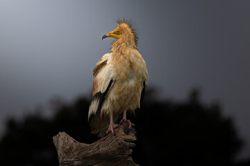 Aves salvajes