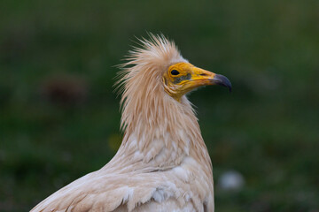Aves salvajes