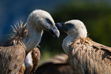 Aves salvajes