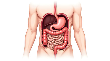 Detailed Anatomy of Human Abdominal Cavity