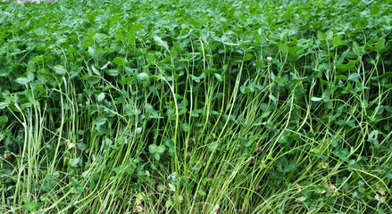 In the spring field young meadow clover (Trifolium pratense) grows