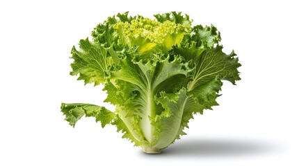 Closeup shot of a fresh green mustard cabbage isolated on white background, showcasing its vibrant color, intricate leaf structure, and the delicate texture that makes it a healthy