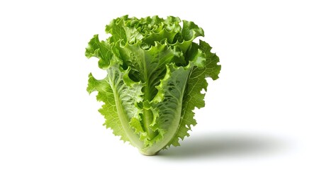 Fresh green romaine lettuce isolated on white background crisp head of lettuce with vibrant leaves, perfect for salads and healthy eating a single, whole lettuce head showcasing its natural texture