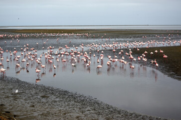Fototapeta premium Flamants rose a Swakopmund, Namibie