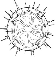 Fototapeta premium Spiked Chestnut or Seed Pod Line Art Black and White Vector Illustration