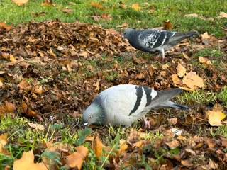 Fototapeta premium Two common grey pigeons diligently pecking for food among scattered golden and brown autumn leaves on lush green park grass, capturing urban nature in fall