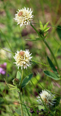 Mountain clover (Trifolium montanum) grows in nature