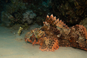A tasseled scorpionfish, Scorpaenopsis oxycephala, a type of marine fish known for its camouflage and venomous spines.