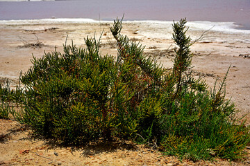 soliród krzaczasty, Sarcocornia fruticosa or Sarcocornia fruticosa, shrubby marsh samphire, Halofity, słonorośla, rośliny słonolubne, rośliny solniskowe, rośliny halofilne  © kateej