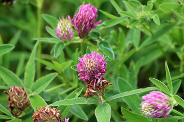 Clover middle (Trifolium medium) blooms in a meadow among grasses