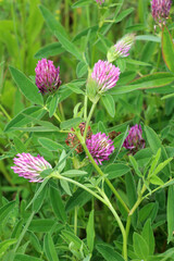 Clover middle (Trifolium medium) blooms in a meadow among grasses