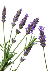 Fototapeta premium Close-up macro of fresh, vibrant purple lavender sprigs with water droplets, elegantly arranged on a transparent background with copy space. Concept of natural aromatherapy and purity