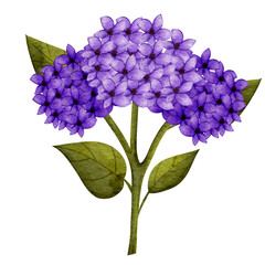 Watercolor clipart illustration  Bright purple hydrangea flowers blooming on green stems and leaves