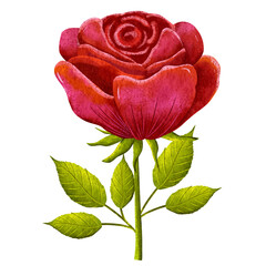 Illustration clipart of a red rose with green leaves in watercolor style
