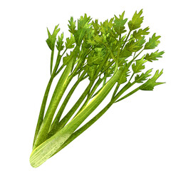 Illustration of fresh green celery stalks and leaves in watercolor style