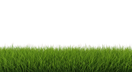 Lush green grass border with fresh blades and vibrant texture isolated on transparent background