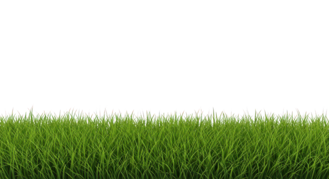 Lush green grass border with fresh blades and vibrant texture isolated on transparent background
