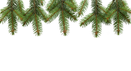 Green fir tree branches creating a natural border, isolated on transparent background