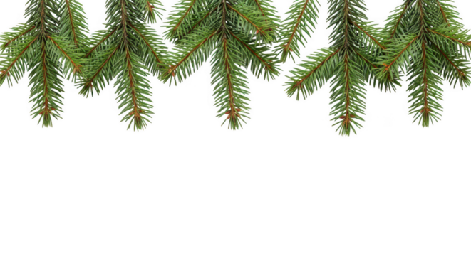 Green fir tree branches creating a natural border, isolated on transparent background