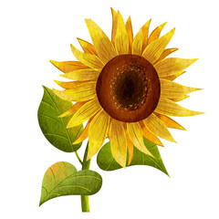 Illustration of a sunflower clipart in full bloom with green leaves hand drawn in watercolor style 