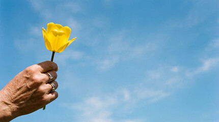 Senior Hand Holding Yellow Flower against Blue Sky with Copy Space