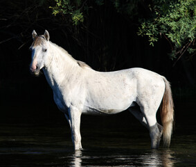 Wild Stallion in the River 