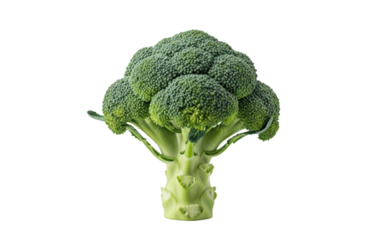 Fresh green broccoli head isolated on transparent background, a healthy cruciferous vegetable ready for cooking or eating raw, showcasing its dense florets and thick stalk