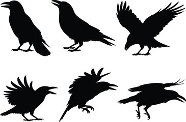 Naklejka premium Vector collection of crow and raven silhouettes featuring standing, flying, and landing poses for wildlife illustrations, spooky themes, nature graphics, gothic artwork, and decorative designs.