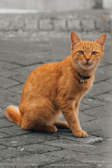 Fototapeta premium Calm Domestic Orange Cat Sitting on Pavement Looking Forward Pet Portrait