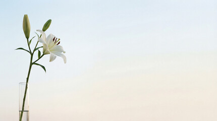 Single White Lily Flower in Glass Vase on Minimalist Light Background with Copy Space