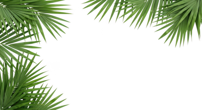Fresh green palm leaves framing a clean transparent background, isolated on transparent background
