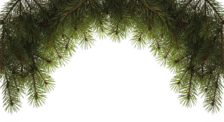 Fresh green pine branch creating a decorative arch, isolated on transparent background