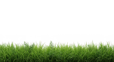 Vibrant green grass texture forming a natural border isolated on transparent background