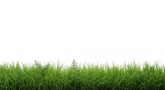 Vibrant green grass texture forming a natural border isolated on transparent background