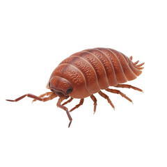 Obraz premium Brown pill bug insect isolated on transparent background