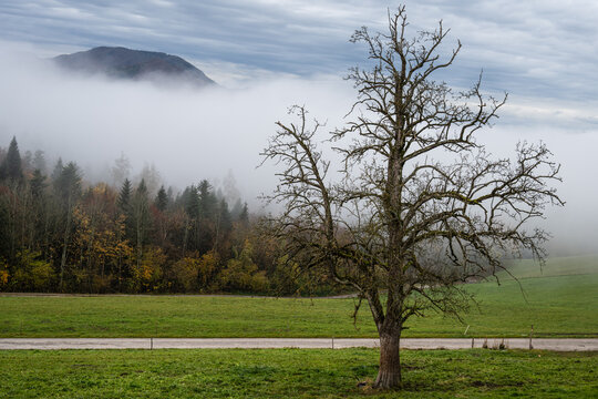 autumm the bright colors in the forest