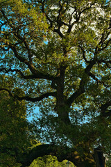 Fototapeta premium trees in autumn