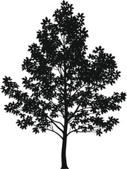 Black silhouette of a mature deciduous tree with a dense canopy of leaves, isolated on