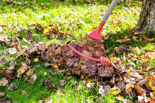 red fan rake collects fallen leaves on green lawn