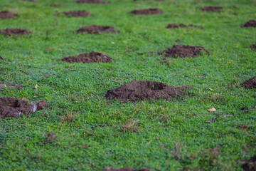Holes in the ground (with some garbage around) for trees to be planted in