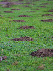 Holes in the ground (with some garbage around) for trees to be planted in