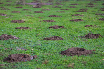 Holes in the ground (with some garbage around) for trees to be planted in