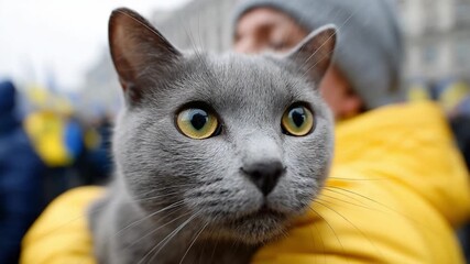 This footage showcases a captivating gray cat. The expressive yellow eyes add character. Ideal for animal lovers and creative projects. Capture the essence of feline beauty. Generative AI